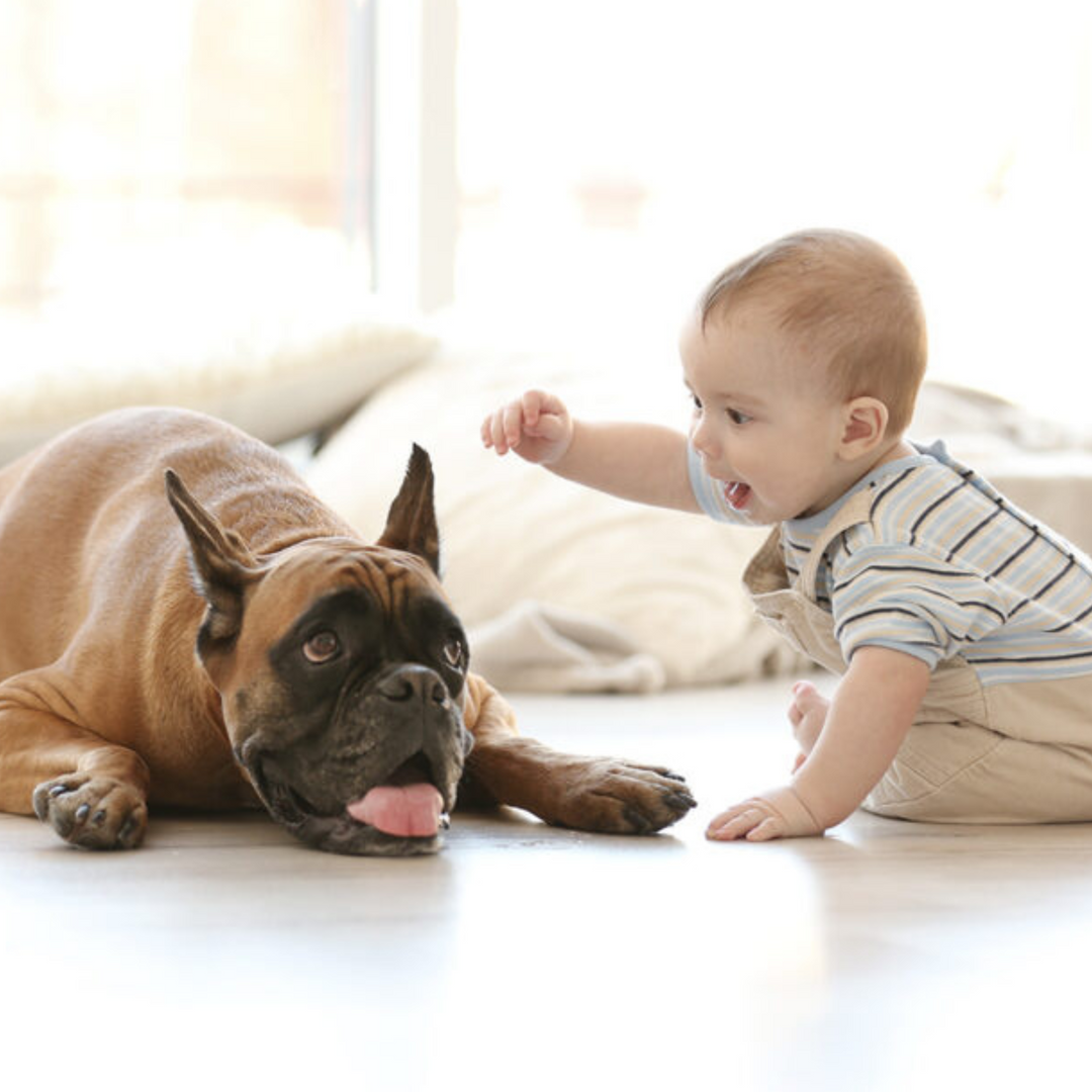 How to Safely Bring Home A Newborn to a House with Pets